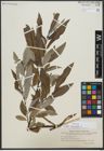 Foto von Salix viminalis L.